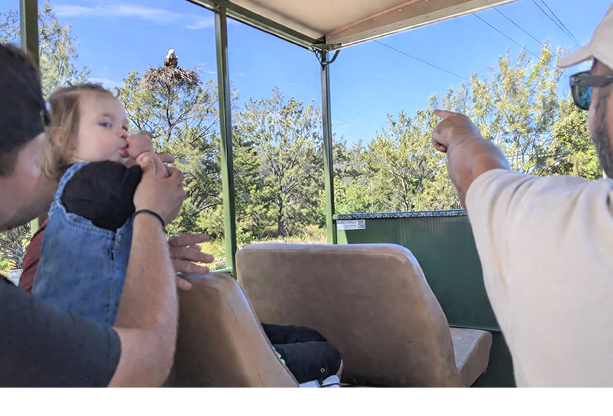 Marco Island Bald Eagle Sightseeing Tour